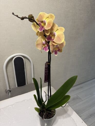 петуния цветы: Орхидеи сортовые в наличии.Цена от 800c-1600с.Бишкек — 6