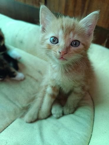 Мышыктар: Котята-домоседы отдам даром разного окраса - Возраст: 1 месяц (на — 2