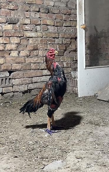 парода уйлар: Продаю | Петух | Бойцовая | Для разведения — 4