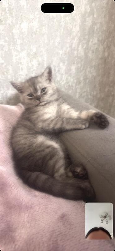 Продается очень ласковый шустрый воспитанный Котенок.Ходит в