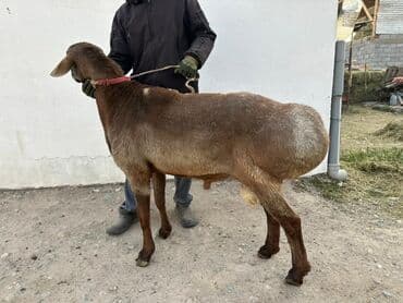 продаю жеребца: Сатам | Кочкор (эркек) | Аргын | Көбөйтүү үчүн | Жасалма жол менен боозутуу — 8