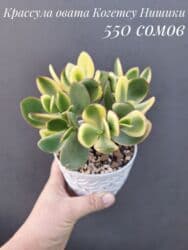 живые растения в аквариум купить: ● Комнатные растения (укоренённые черенки, молодые растения, взрослые — 4