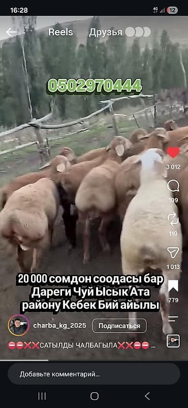 биг 6 индюк: Продаю | Овца (самка) | Для разведения | Матка — 2