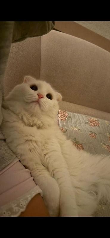 шотландский кошка: Вязка!!! Белоснежный Скоттиш Фолд вислоухий длинношёрстный.Мальчик — 1