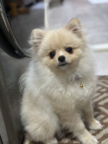 собаки рынок в бишкеке цены: Шпиц, 4 месяца, Самец, С прививкой, С родословной — 2