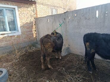 продаю связи с переездом: Сатам | Музоо | Бордоп семиртүү үчүн | Байланган — 5