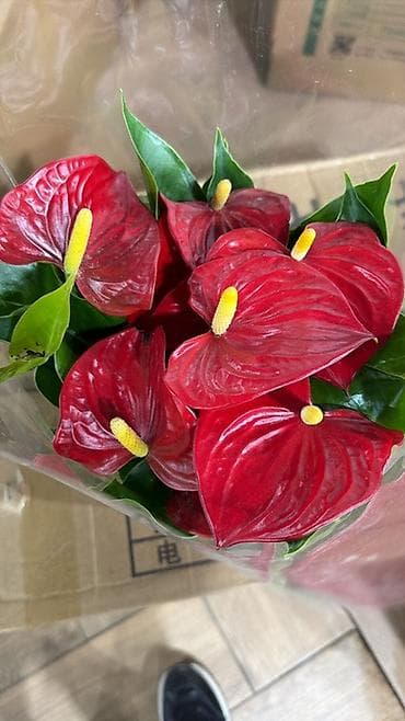 гузмания: Антуриум и гузмания в горшках — декоративные комнатные растения с — 7