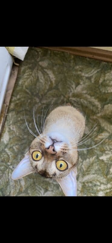 купить породистых котят: Абиссинская порода- выставляются на продажу редкие котята чистокровные — 13