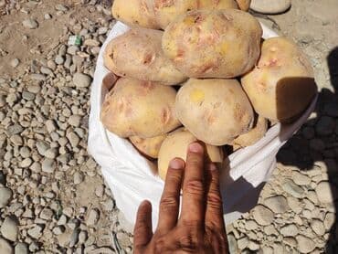 оптовая цена картофеля: Картошка Дүңүнөн — 1