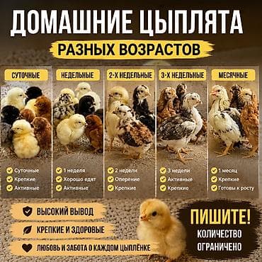 кукуруза замороженная: Продаю | Цыплята | Домашняя | Для разведения — 1