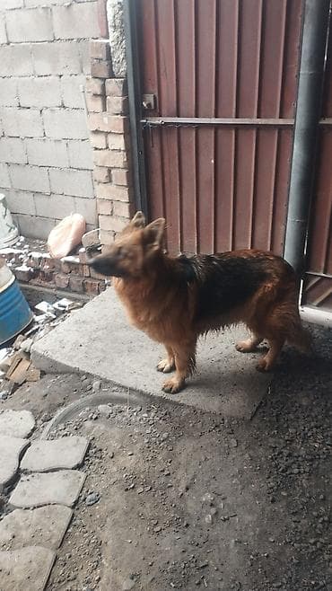 немецкая овчарка щенок: Немецкая овчарка, 3 года, Самка, С прививкой — 7