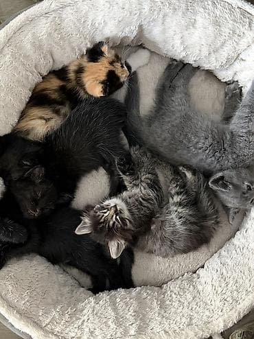 Мышыктар: Мышык бекер берилет: Породасыз, 2 айлык, Ургаачы, Лотокко барууга үйрөтүлгөн — 5