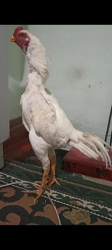 жорго сатам: Сатам | Короздор | Тебиштирүүчү | Тебиштирүү үчүн — 1