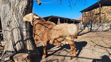 питбуль вязка: Продаю | Баран (самец) | Гиссарская | На забой, Для разведения | Племенные — 1