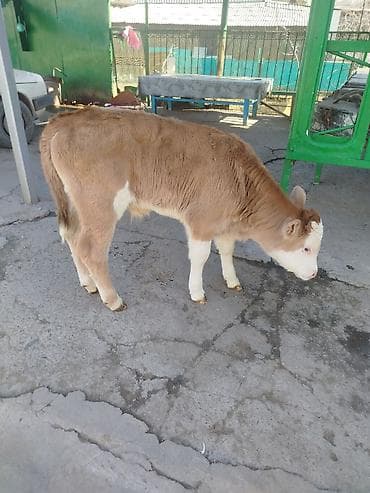 Другие животные: Продаю | Бык (самец) | Симментальская | Для разведения | Искусственник — 3