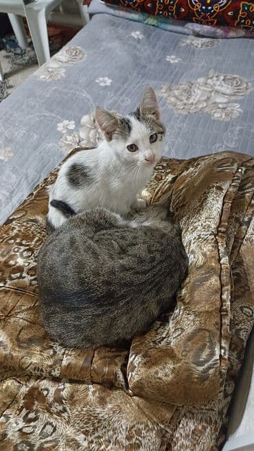 кошка маленкий: Кошка даром: Беспородная, 3 месяца, Мальчик — 2