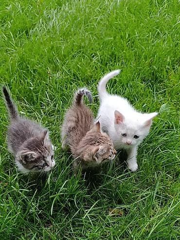 сфинксы котята: Котята - Пушистые малыши разного окраса: белый с разными глазами — 2