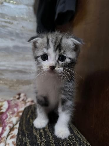 для кота: Продам котят !!! порода - скотиш фолд котята чистокровные, все — 9