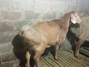 лайка рабочий: Продаю | Баран (самец) | Для разведения — 4