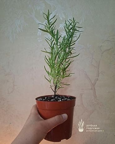розмарин бишкек купить: 🌿 Ароматный РОЗМАРИН в горшке — красивое и полезное растение для дома — 3