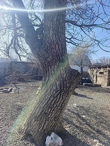 Продам ореховое дерево 🌲