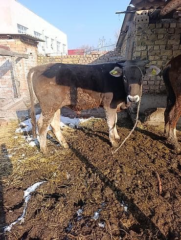 уй жаныбар: Сатам | Музоо | Швиц | Жасалма уруктандырылган — 1