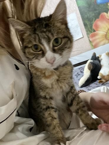 Отдам даром кошку: 1 год, Мальчик, Кастрирована, Приучена к лотку, Проглистована — 4