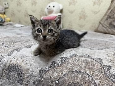 Кошка даром: Беспородная, 1 месяц, Девочка, Приучена к лотку, Проглистована — 1