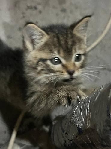хомяк домашний купить: Кошка даром: Беспородная, Мальчик, Приучена к лотку — 2