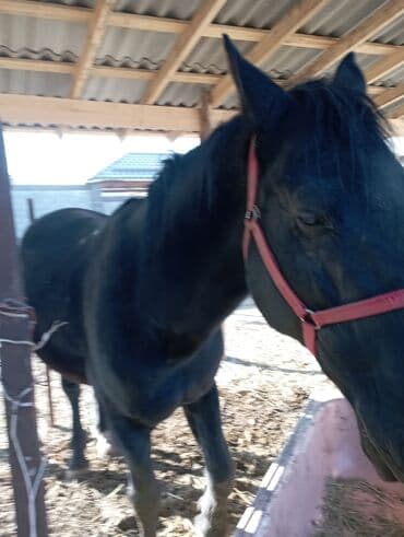 ит доберман: Продаю | Конь (самец) — 2