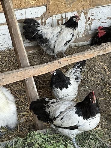 собаки для охраны: Продаю | Куры | Для разведения — 2