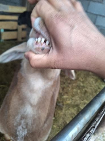 кошка мышык: Сатам | Кочкор (эркек) | Көбөйтүү үчүн | Асыл тукумдуу — 8