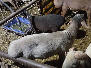 цыплята индюки: Продаю | Овца (самка) | Для разведения | Матка — 1