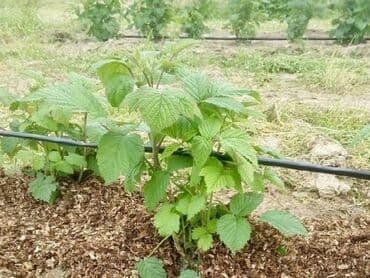 лента для капельного полива: #Капельная лента!!! 1 метр-1,75 сом Капельное орошение!!! — 16