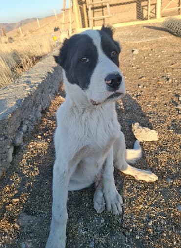 Собаки: Алабай, 6 месяцев, Самец, С прививкой — 1