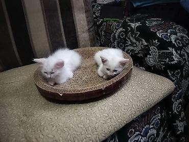 британская котята: Отдаю котят в хорошие руки.Котятам 1,5 месяца, к лотку приучены. - — 5