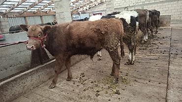 собаки балыкчы: Продаю | Бык (самец), Тёлка | Алатауская, Швицкая, Симментальская | На откорм, Для разведения | Племенные, Осеменитель, Не стельные — 7