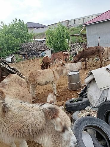 не пригодился: Ослы (молодняк и взрослые), домашнее разведение 6 штук Описание: - — 3