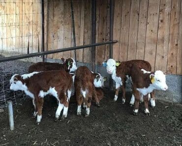 купить собаку ротвейлер: Продаю | Корова (самка), Музоо, торпок, Бык (самец) | На откорм, На забой, Для разведения | Племенные — 1