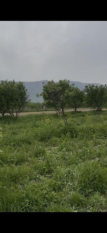 старый талчек: 42 соток, Для сельского хозяйства, Красная книга — 2