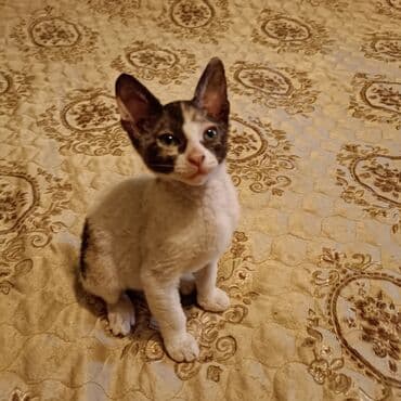 возьму собаку даром: Донской сфинкс, 2 месяца, Девочка, Черепаховый, Приучена к лотку — 4