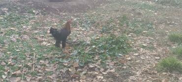 домашние куры бишкек: Продаю петухов бентамки — 4