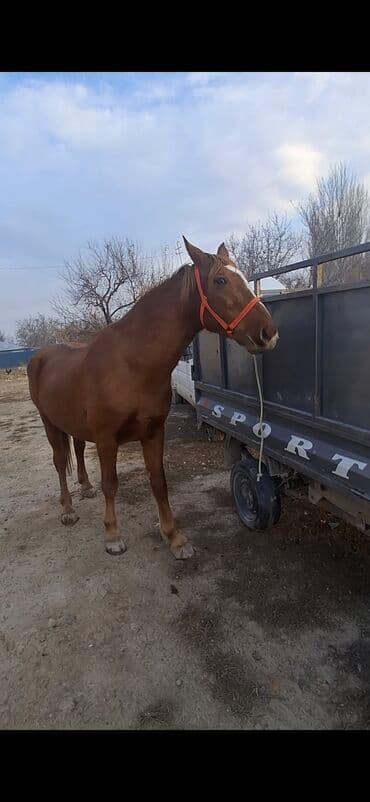 сколько стоит шиншилла маленькая: Продаю | Кобыла (самка) | Дончак | Рабочий — 2