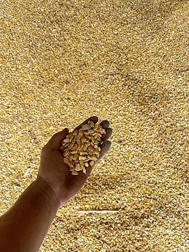 продажа кукуруза: Кукуруза фуражная, навалом - Зерно кукурузы, отгружено навалом в — 4