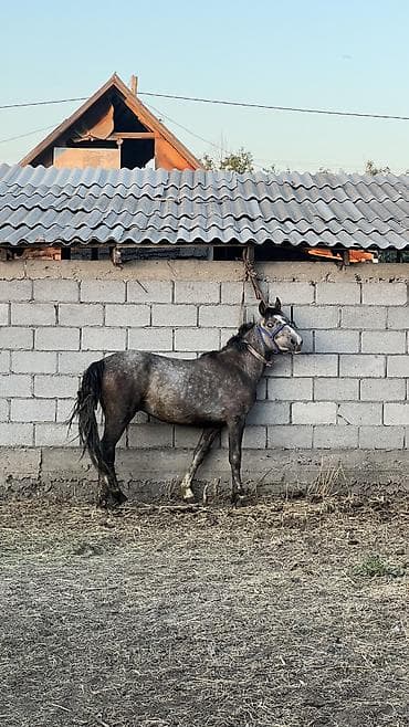 Продаю | Конь (самец), Жеребец | Конный спорт — 5
