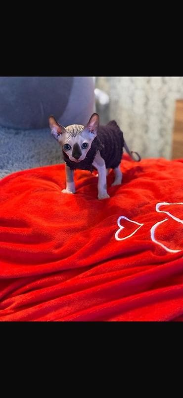 бомбейская кошка купить: Сфинкс, 5 месяцев, Мальчик, Приучена к лотку — 7