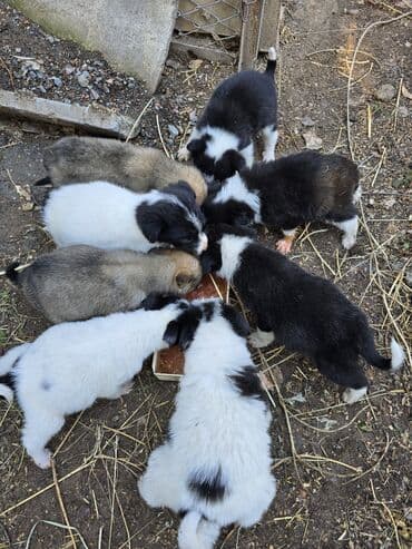 дратхара дратхар: Отдадим даром! 8 кутят, очень жалко в зиму, присматривать некому — 1