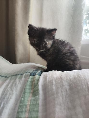 черепаха: 2 месяца, Девочка, Приучена к лотку — 1