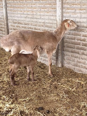 беркут птица: Продаю | Овца (самка) | Для разведения | Матка — 7