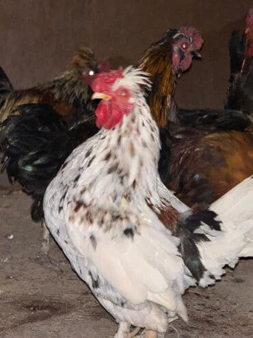 домик для животных: Продаю | Петух, Куры — 1